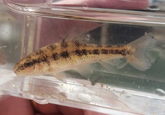 Erimyzon claviformis