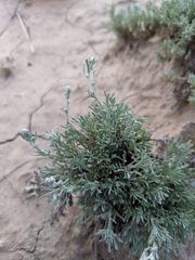 Artemisia pedatifida