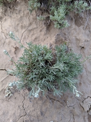 Artemisia pedatifida