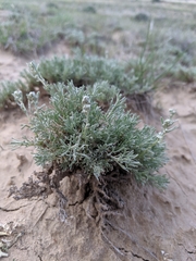 Artemisia pedatifida