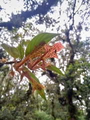 Columnea schiedeana