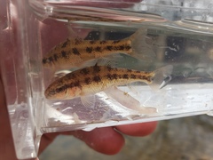 Erimyzon claviformis