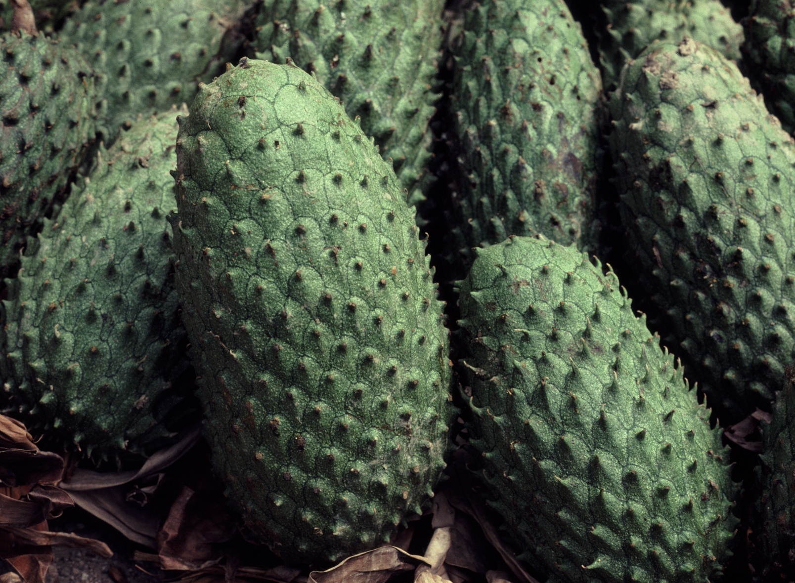 Annonaceae