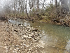 Erimyzon claviformis