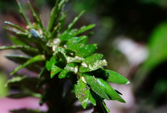 Phlegmariurus fordii