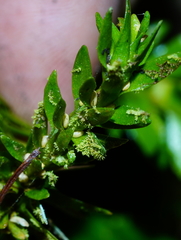 Phlegmariurus fordii