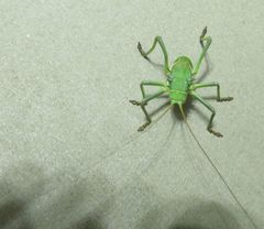 Acanthoplus