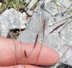 Bouteloua trifida