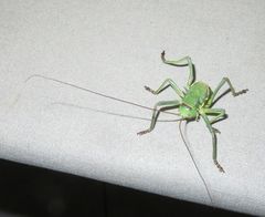 Acanthoplus