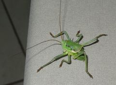Acanthoplus