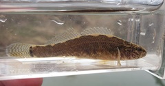 Etheostoma squamiceps