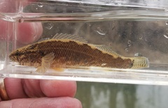 Etheostoma squamiceps