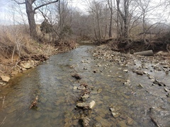 Etheostoma squamiceps