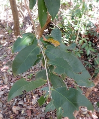 Drypetes lateriflora