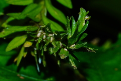 Phlegmariurus fordii