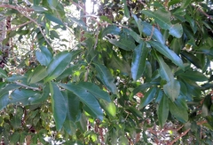 Exothea paniculata