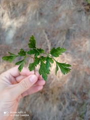 Apium prostratum filiforme
