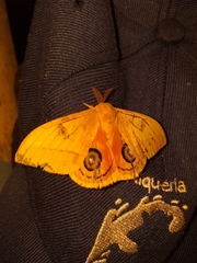 Automeris jucunda