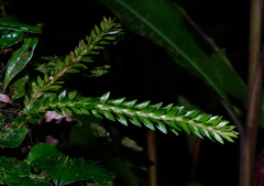 Phlegmariurus fordii