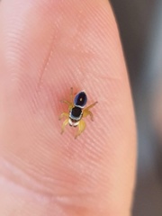 Maratus hesperus