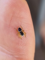 Maratus hesperus