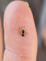 Maratus hesperus