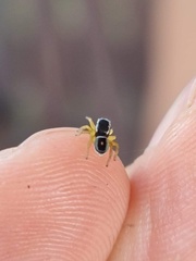 Maratus hesperus