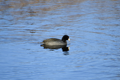 Fulica americana
