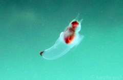 Clione limacina