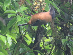 Heterophasia capistrata