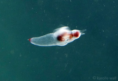 Clione limacina