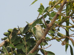 Dicaeum erythrorhynchos