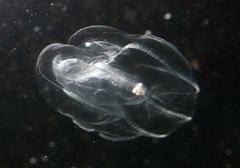 Bolinopsis microptera