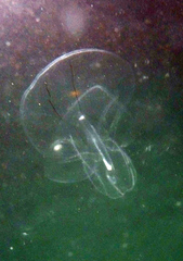 Bolinopsis microptera