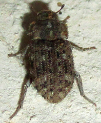Leichenum