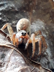 Allocosa brasiliensis