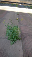 Senecio squalidus