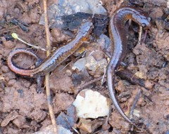 Plethodon ventralis