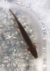 Necturus punctatus