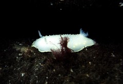 Cadlina klasmalmbergi