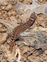 Lepidoblepharis xanthostigma