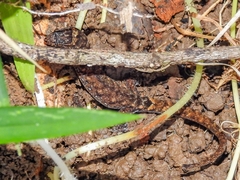 Lepidoblepharis xanthostigma