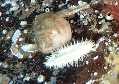 Eupentacta quinquesemita