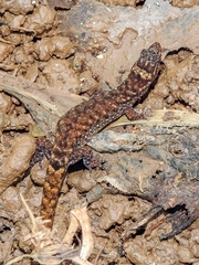 Lepidoblepharis xanthostigma
