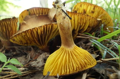 Phylloporus bellus