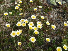 Sieversia pusilla
