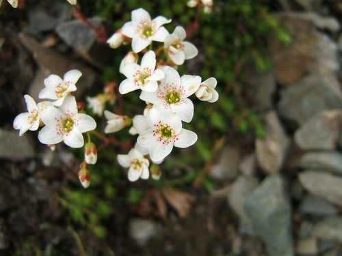 Saxifraga bronchialis ssp. bronchialis