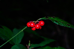 Ardisia cornudentata stenosepala