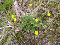 Potentilla rupifraga