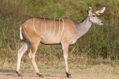 Greater Kudu photo 3